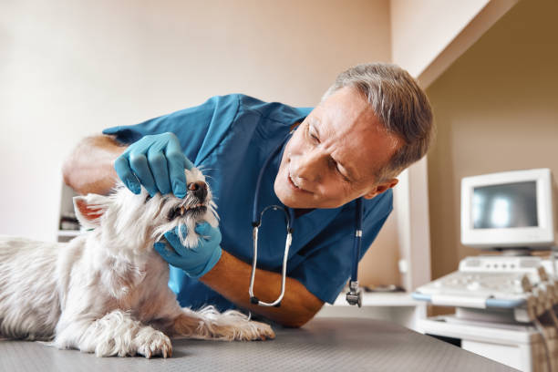 Best Pediatric Emergency Dentist in Old Fig Garden, CA